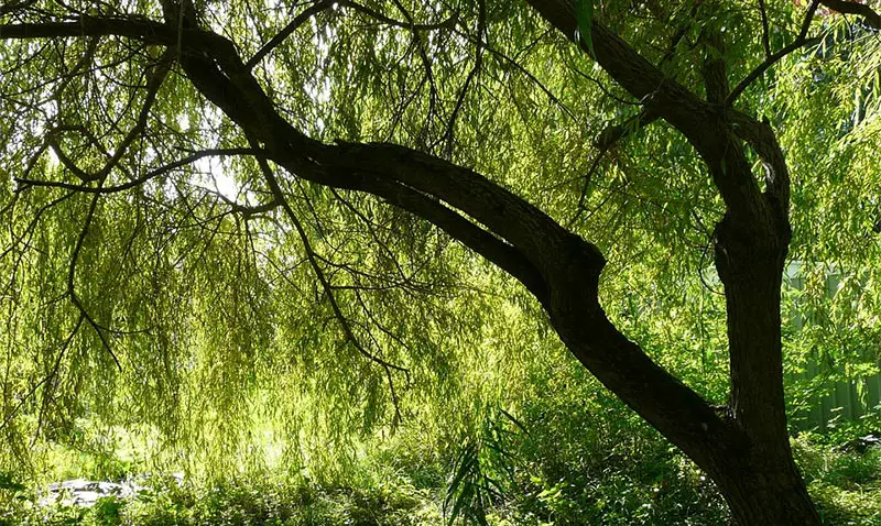 Bonsai Linked to Better Office Productivity