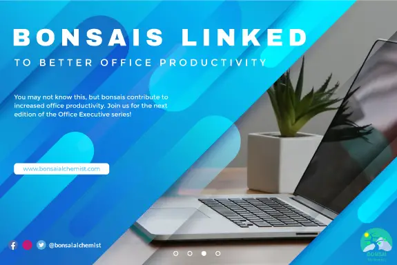 Bonsai Linked to Better Office Productivity