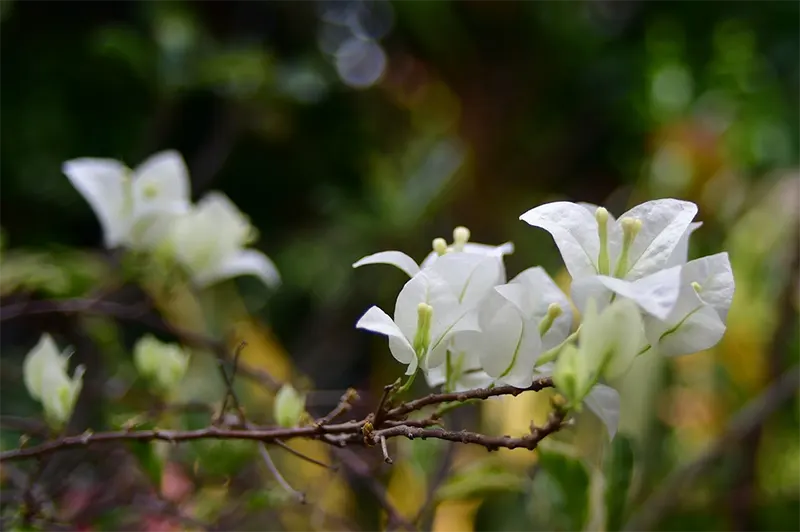 Bougainvillea Glabra