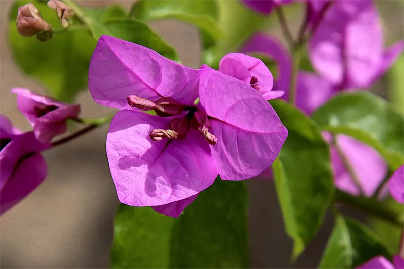 Bougainvillea Glabra