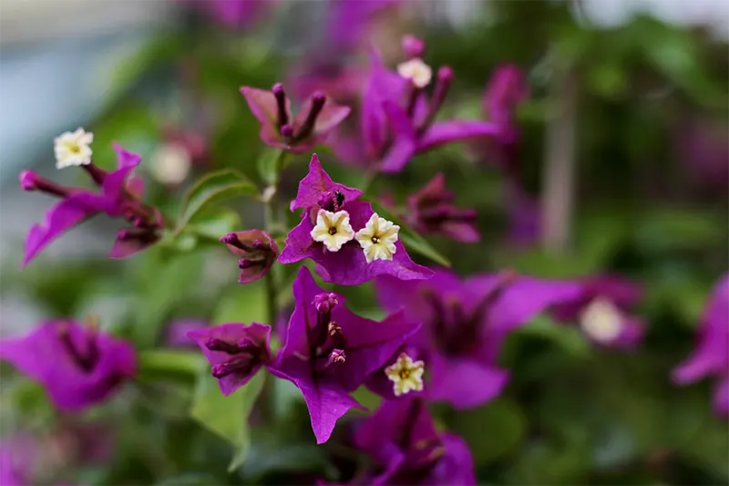 Bougainvillea Glabra