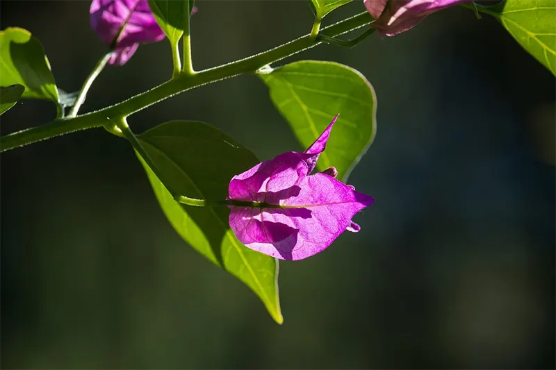 Bougainvillea Glabra