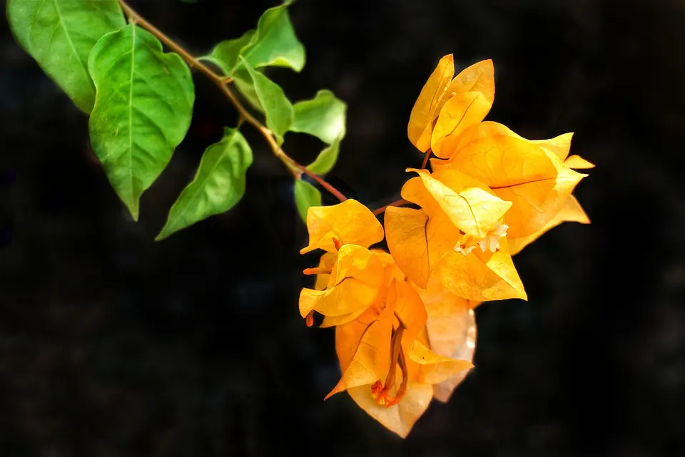 Bougainvillea Leaf Spots