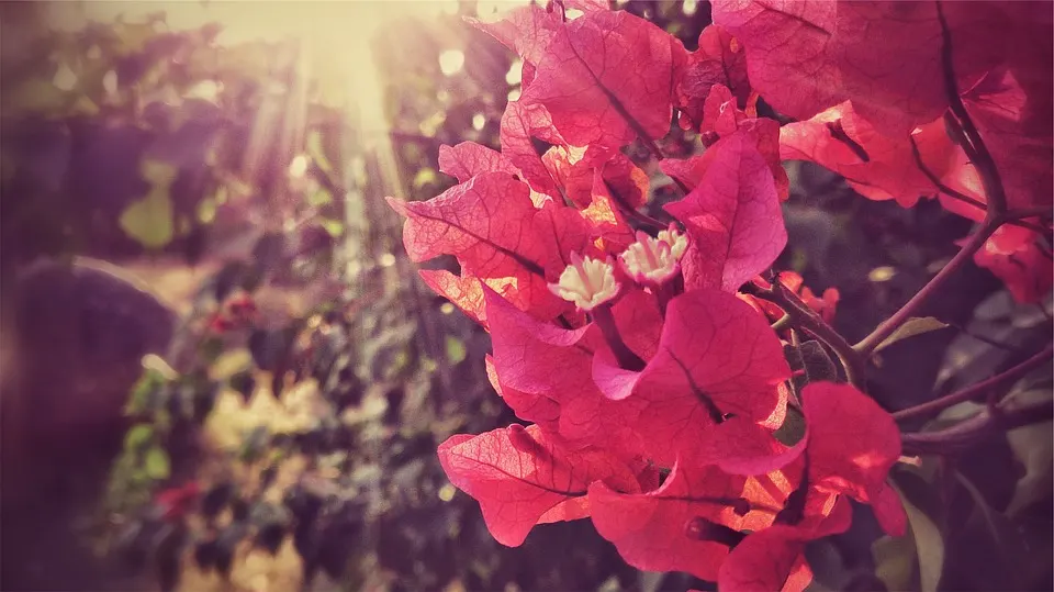 Bougainvillea Leaf Spots