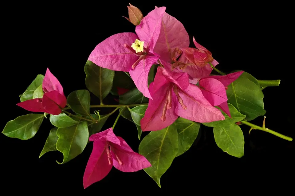 Bougainvillea Leaf Spots