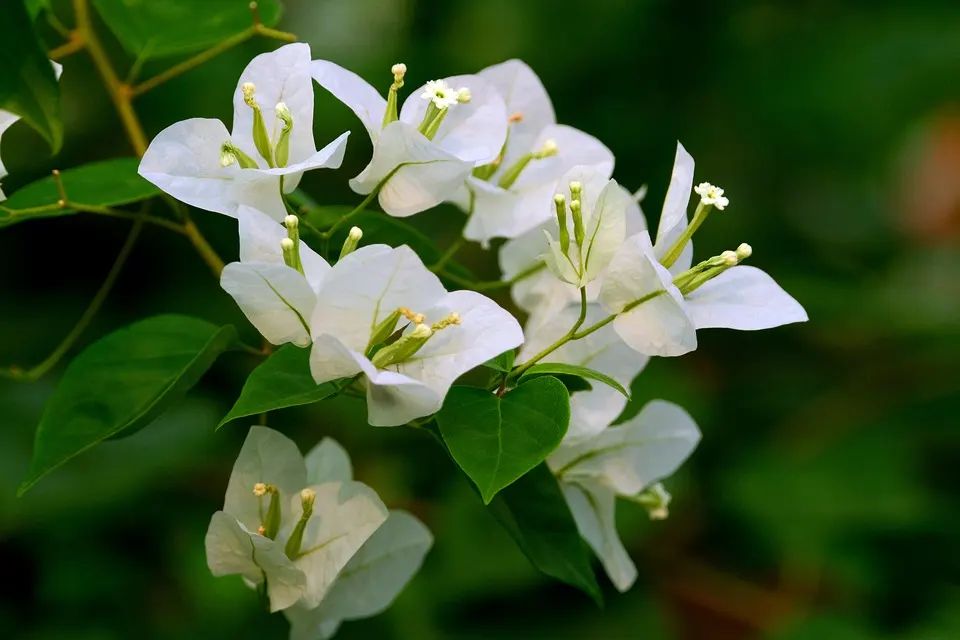 Bougainvillea Leaf Spots