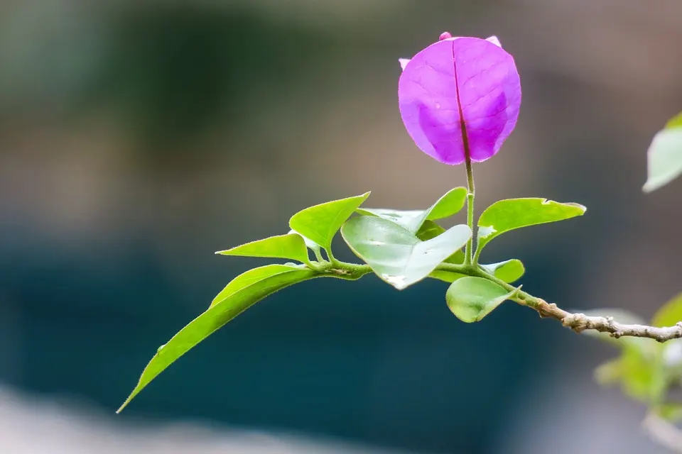 Bougainvillea Leaf Spots