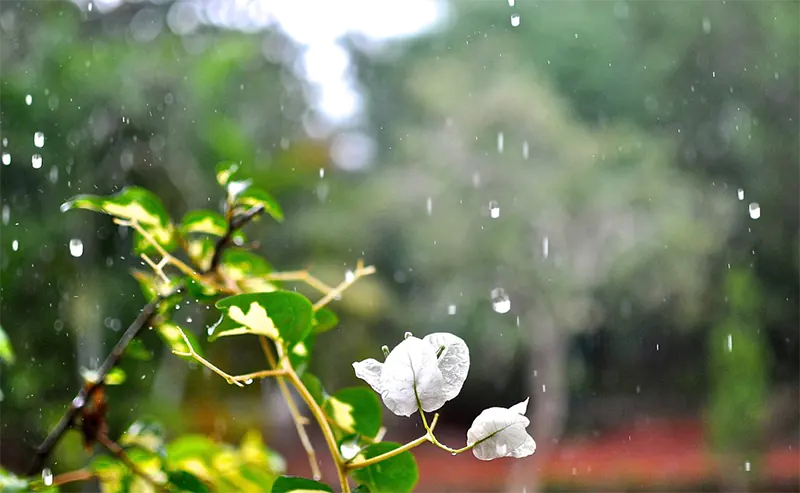 Bougainvillea Scientific Classification