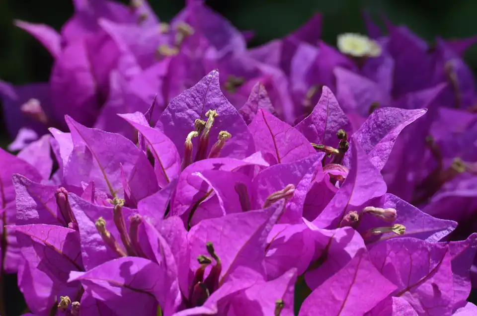 Bougainvillea Scientific Classification