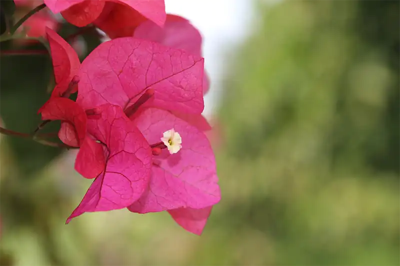 Bougainvillea Scientific Classification