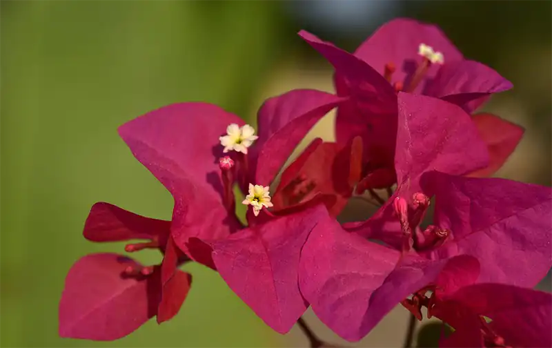 Bougainvillea Scientific Classification