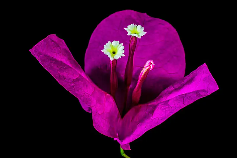 Bougainvillea Scientific Classification