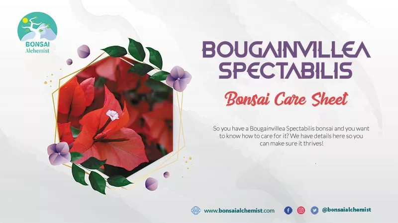Bougainvillea Spectabilis
