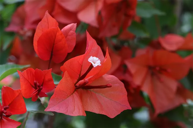 Bougainvillea Spectabilis