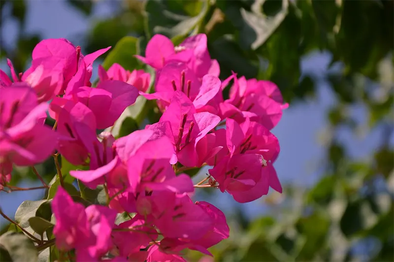 Bougainvillea Spectabilis