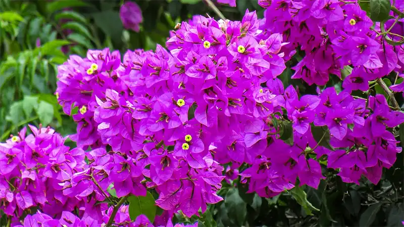 Bougainvillea Spectabilis