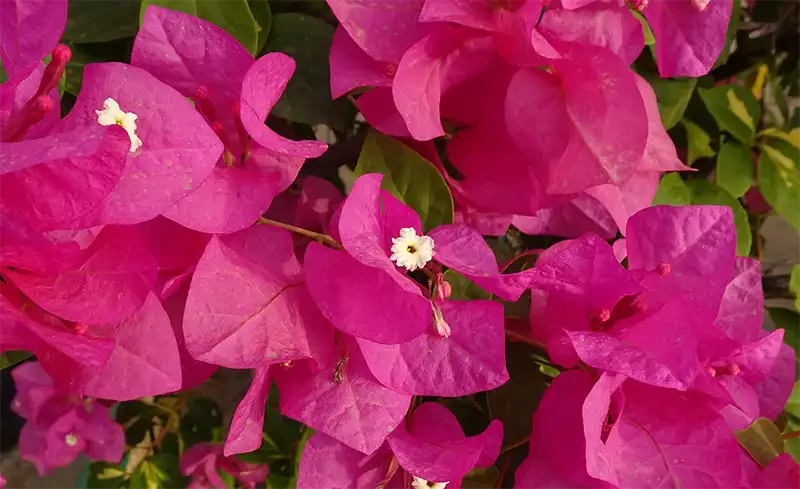 Bougainvillea Spectabilis