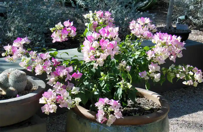 Bougainvillea Tree Shaping