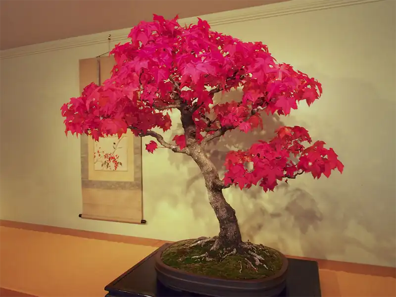 Bougainvillea Tree Shaping