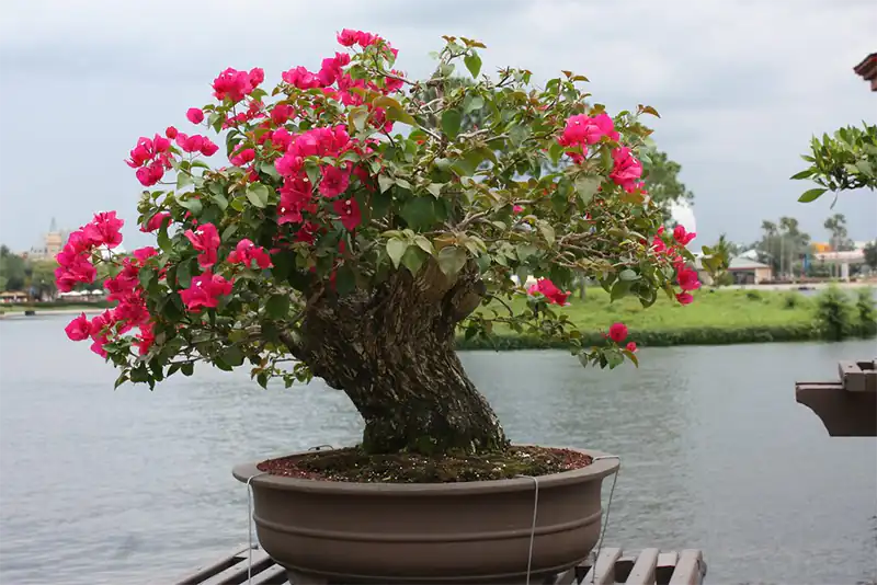 Bougainvillea Tree Shaping