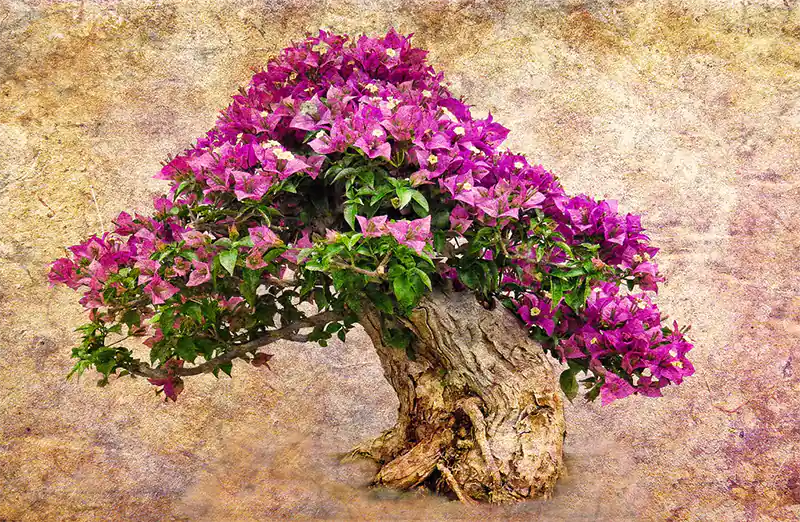 Bougainvillea Tree Shaping