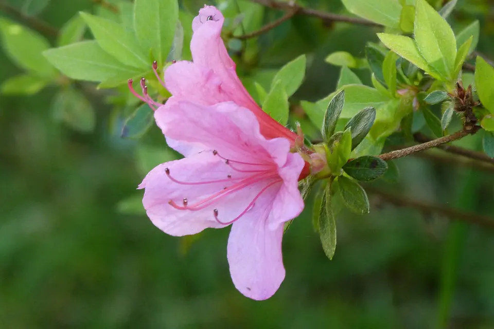 Can You Keep Azaleas Small