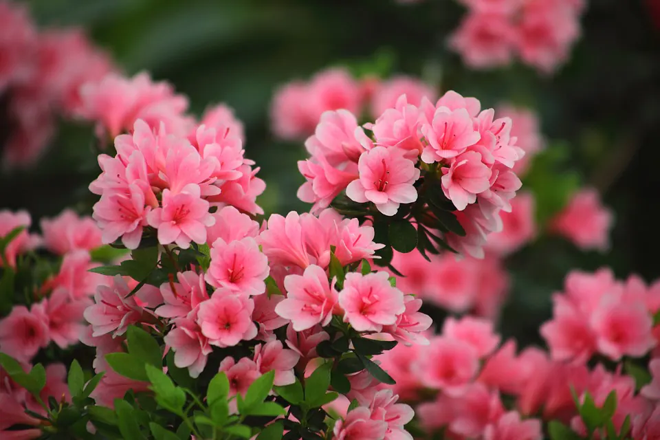 Can You Keep Azaleas Small