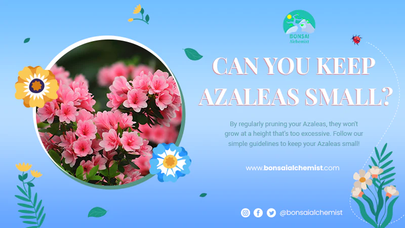 Can You Keep Azaleas Small