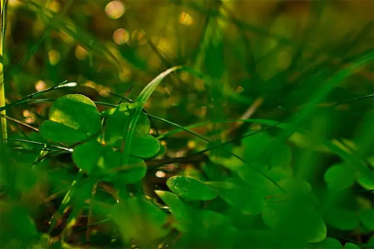 Do You Get Low Light Bonsais? Bonsai Alchemist 101