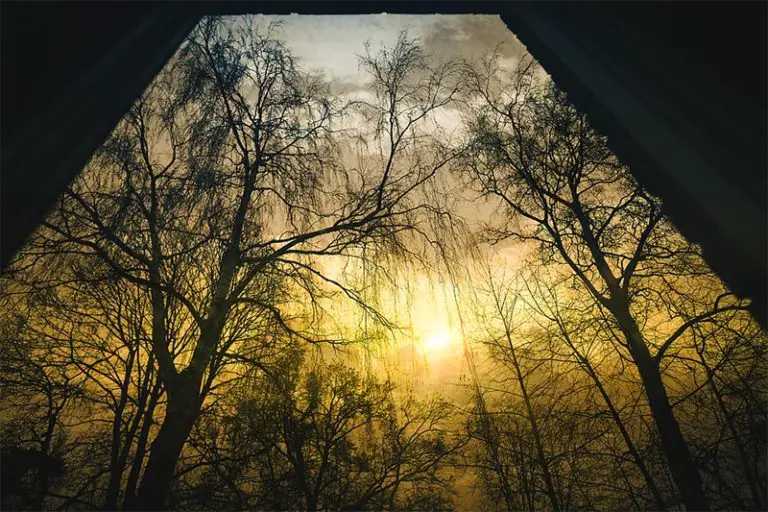 Do You Get Low Light Bonsais? Bonsai Alchemist 101