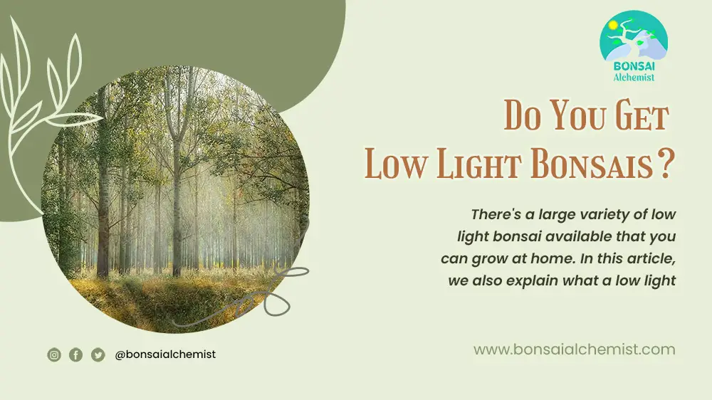 Do You Get Low Light Bonsais