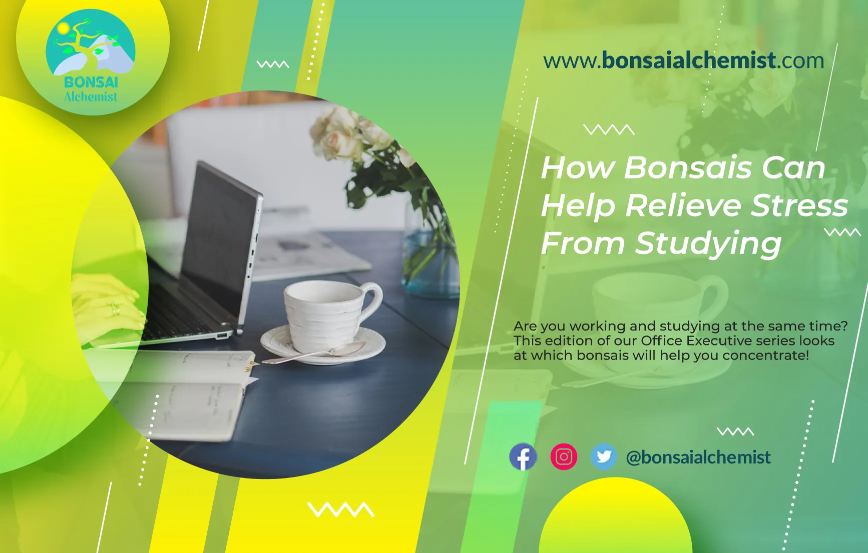 How Bonsais Can Help Relieve Stress From Studying