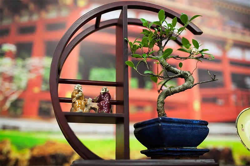 How To Grow Your Bonsai Collection