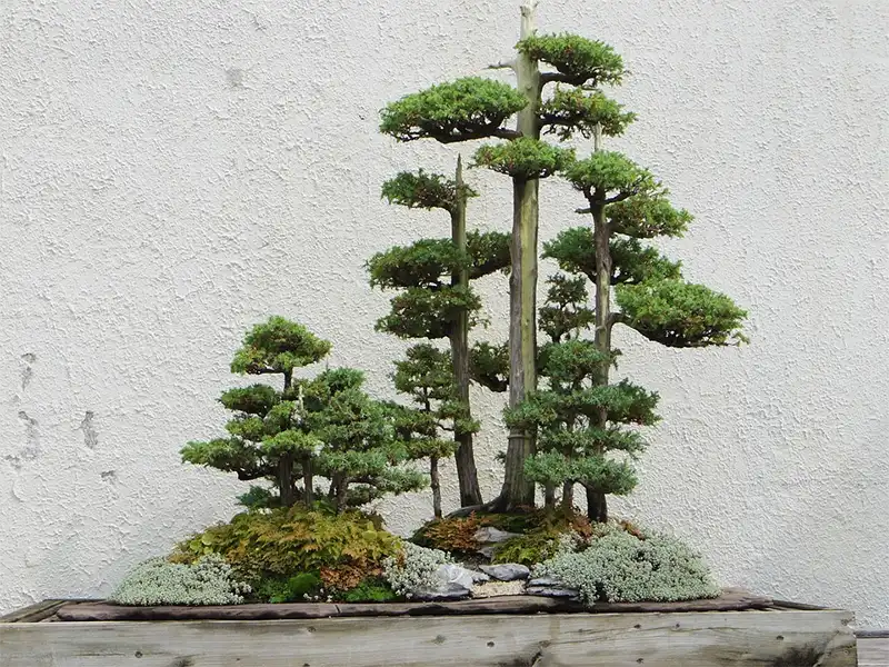 How To Grow Your Bonsai Collection