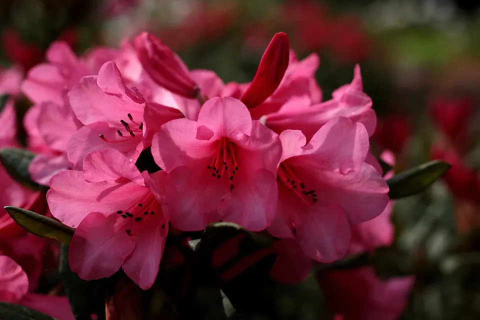 How do you take care of an Azalea Flower