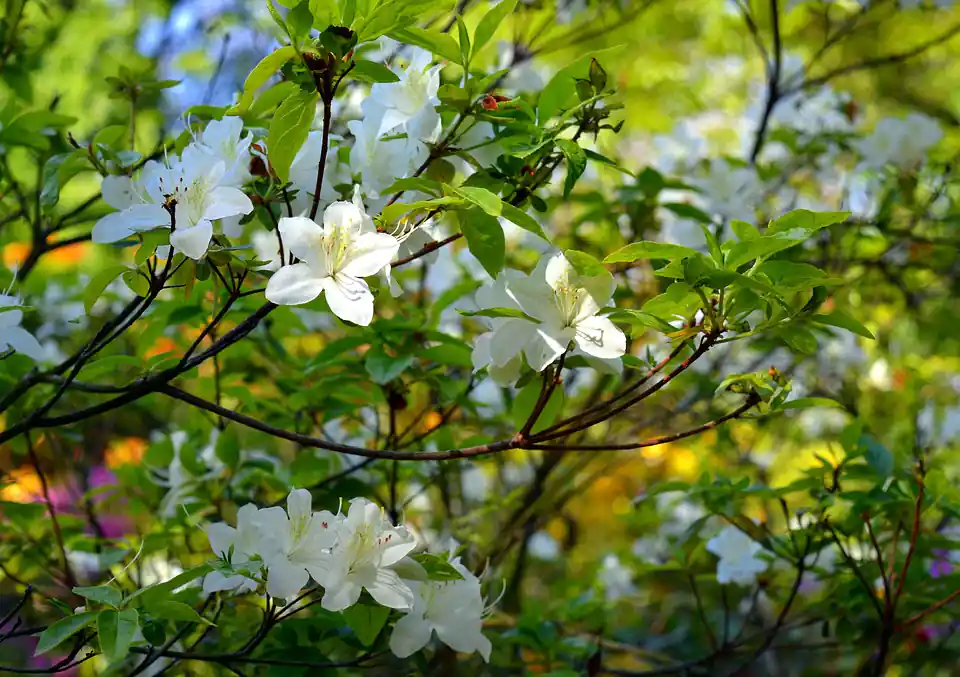 How do you take care of an Azalea Flower