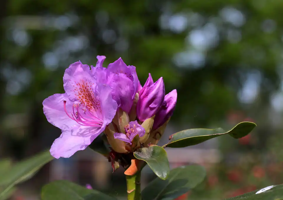 How do you take care of an Azalea Flower
