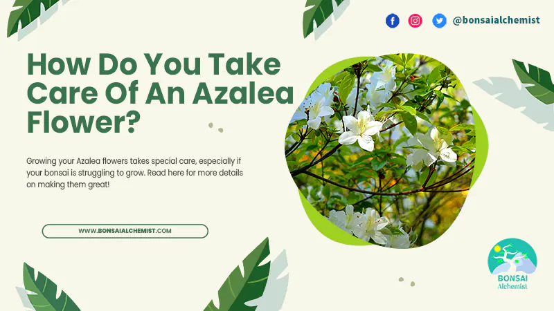How do you take care of an Azalea Flower