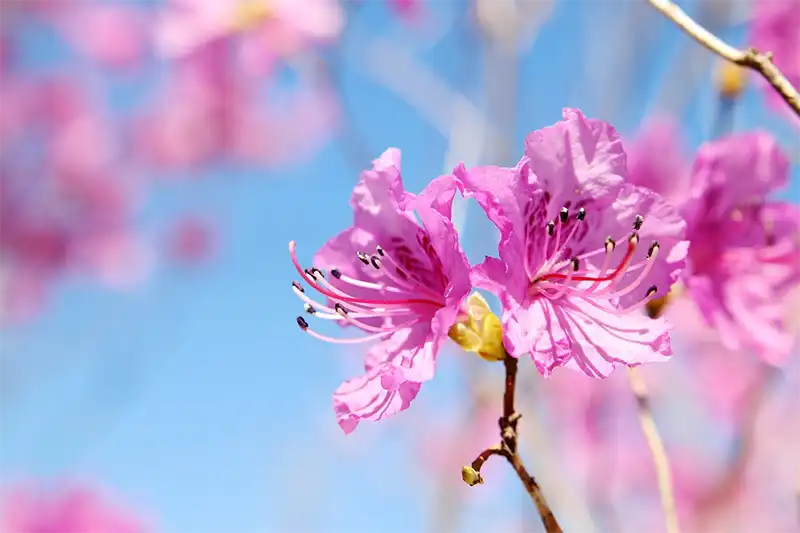 How many Species of Azaleas are there