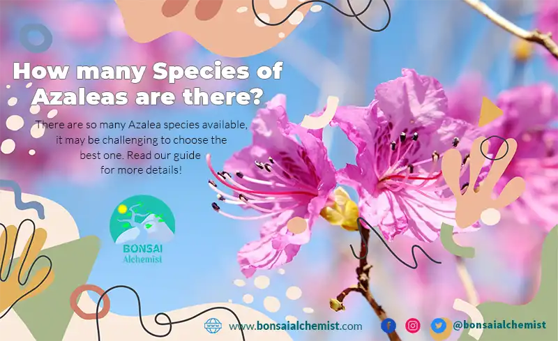 How many Species of Azaleas are there