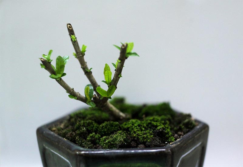 How to Revive a Dead Bonsai Tree