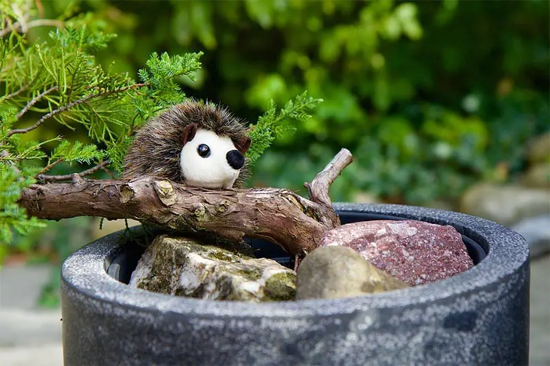 How to Revive a Dead Bonsai Tree