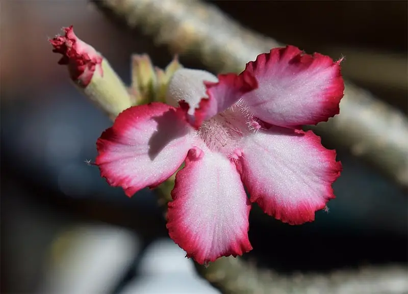 How to Revive a Dead Bonsai Tree