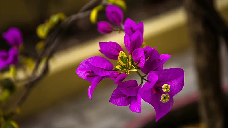 Is Bougainvillea Hard To Grow As A Bonsai