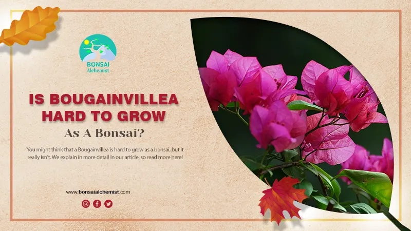 Is Bougainvillea Hard To Grow As A Bonsai