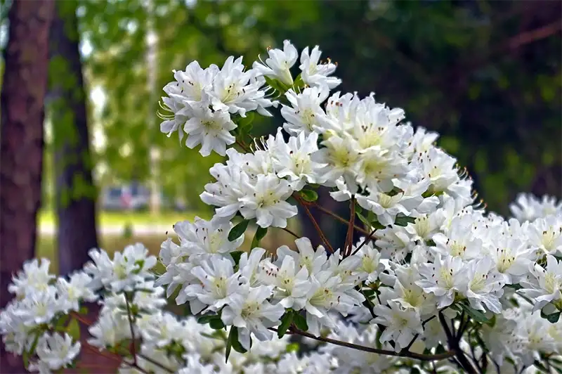 Is an Azalea a Bush or a Tree