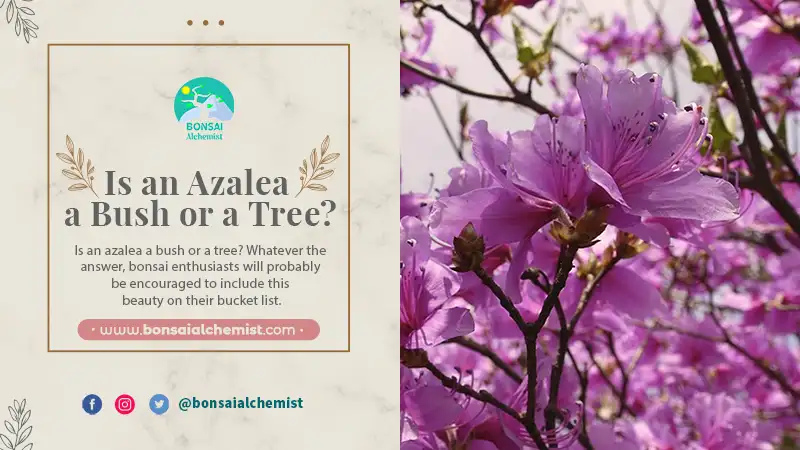 Is an Azalea a Bush or a Tree