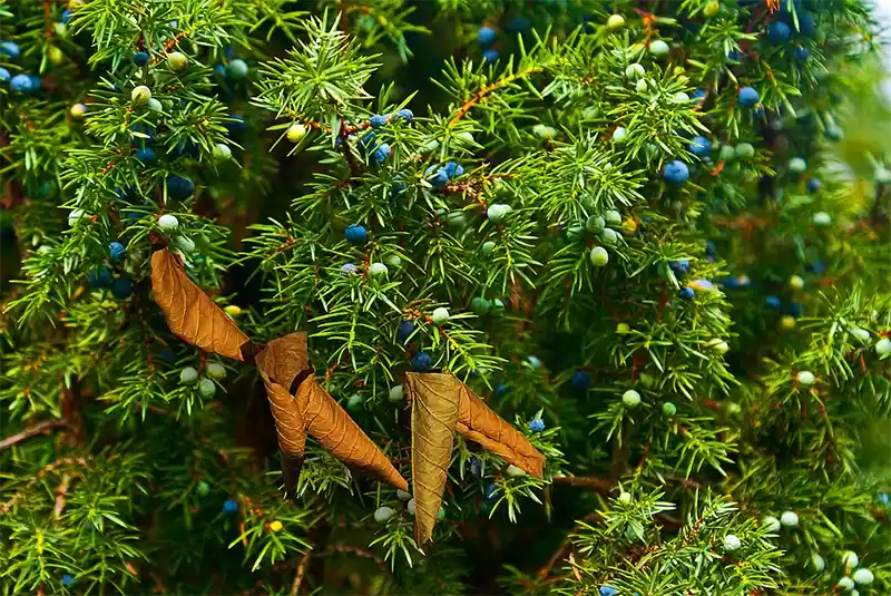 Juniper tree