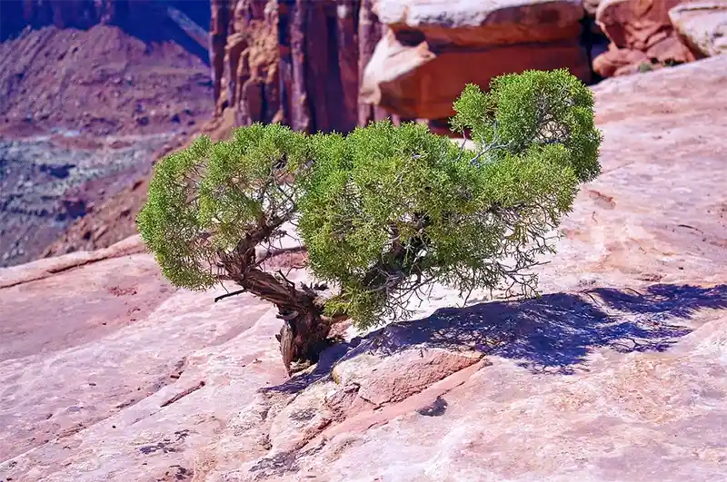 Juniper tree