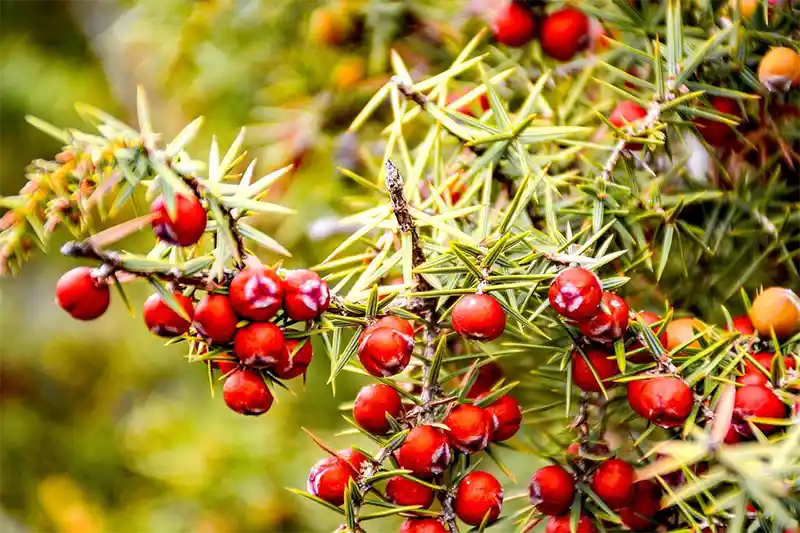 Juniper tree